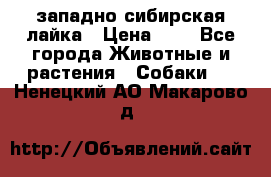 западно сибирская лайка › Цена ­ 0 - Все города Животные и растения » Собаки   . Ненецкий АО,Макарово д.